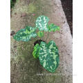 caladium hilo beauty factory